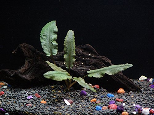 18 Plants Bundle (50+ Gallon Aquariums)