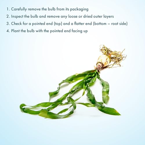 Live Plants Thai Onion Plant (Bulb - 1 Pack / Crinum Thaianum)