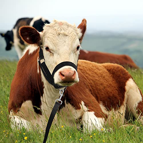 Cow Halter Adjustable with Leading Rope (Medium / Black)