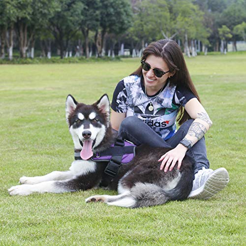Dog Harness No (X-Small (Pack of 1) / Purple)