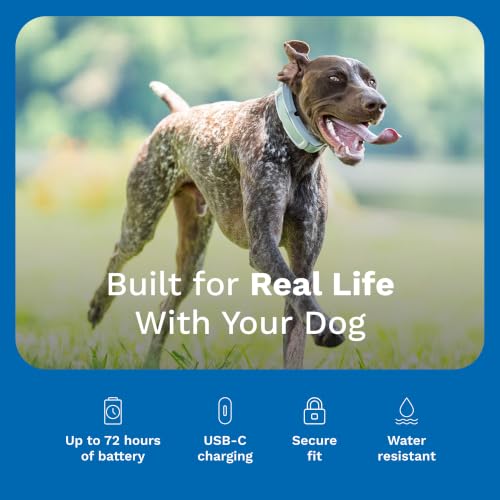 Brand GPS Collar + Tracking (GPS Fence Collar)