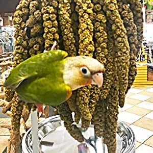 25lbs Economy & Special Spray Millet for Birds (25 Pound (Pack of 1))