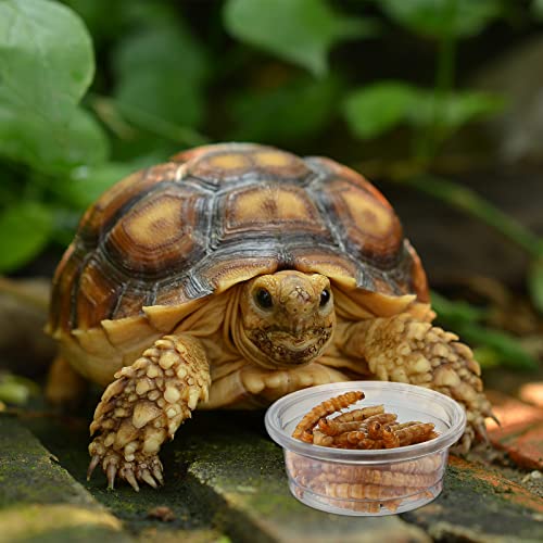 500 Pcs Reptile Food Cups Plastic Feeder Bowls for Gecko (0.5oz)