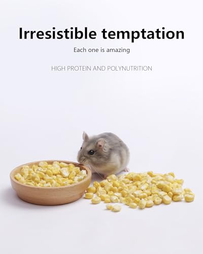 Hamster Snack & Treats Toy