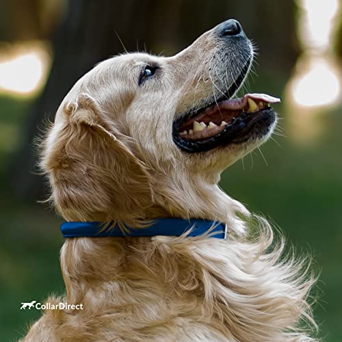 Tangle Free Rolled Leather Dog Collar (Deep Blue / L)