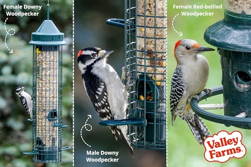 Woodpecker Mix (4 Pound (Pack of 1))