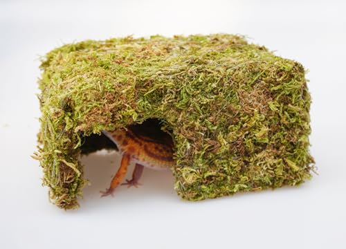 Leopard Gecko Tank Accessories