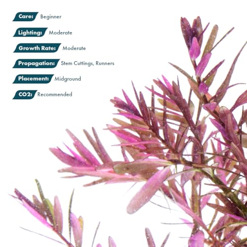 Live Aquarium Red Stem Plants (Lead Bunch - 1 Pack / Rotala Blood Red)