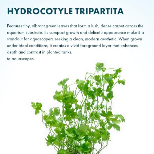 Hydrocotyle Tripartita 'Japan' Live Aquarium Plant for Freshwater Planted Fish Tanks (Pot / Hydrocotyle Tripartita)
