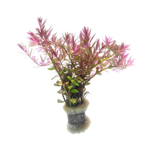 Live Aquarium Red Stem Plants (Lead Bunch - 1 Pack / Rotala Blood Red)