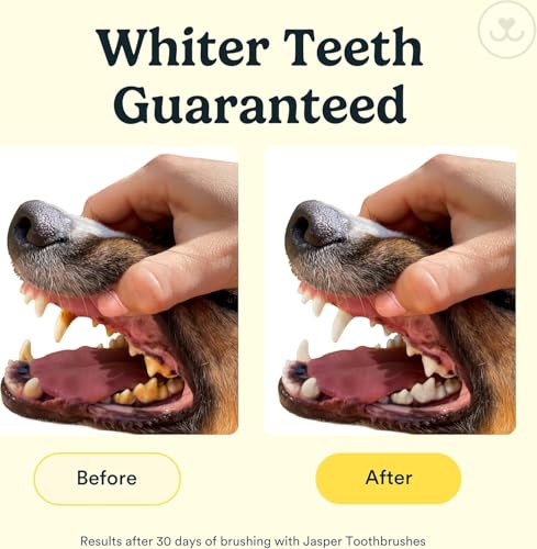Dog Toothbrush (Clear (2-pack))