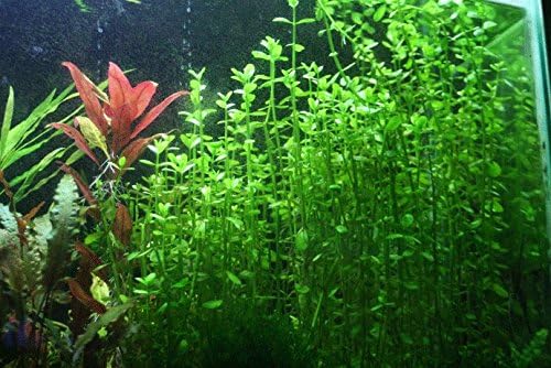 Potted Live Aquarium Plants (Moneywort)