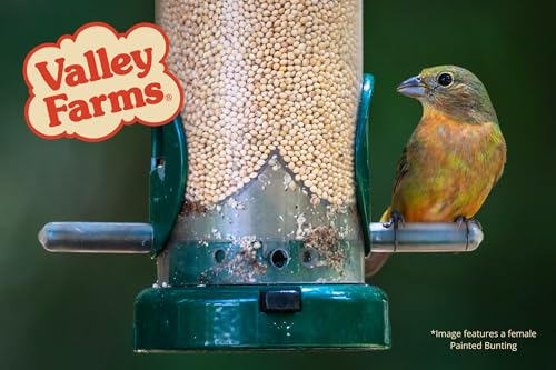 White Millet Wild Bird Seed (20 Pound (Pack of 1))