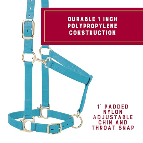 Nylon Horse Halter (Turquoise / 1" Small Horse)