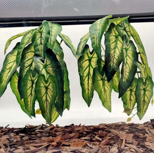 Reptile Plants for Terrarium (Alocasia Odora-b)