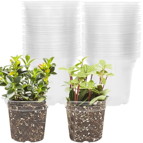 4 Inch Seed Starter Tray for Vegetable Herb Lettuce Seeds (4 Inch-60Pack)