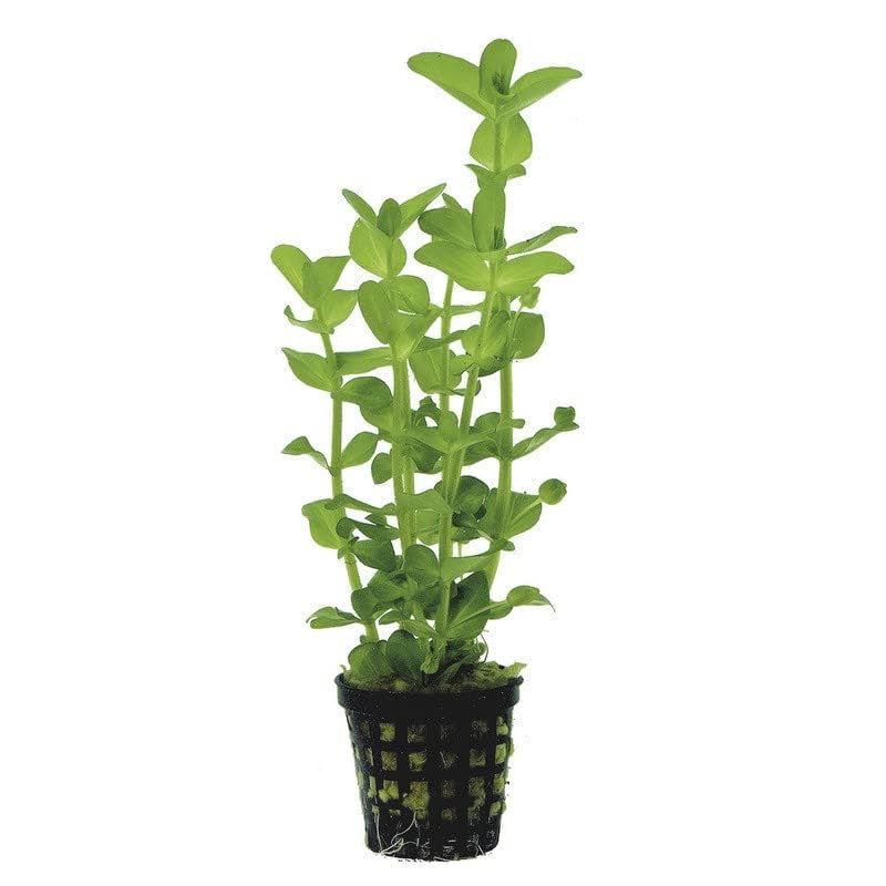 Potted Live Aquarium Plants (Moneywort)
