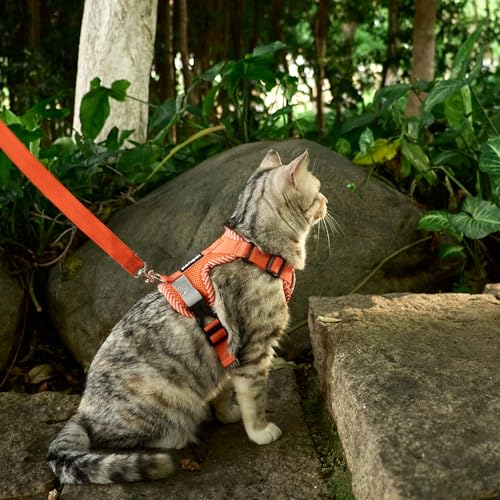 Cat Harness and Leash Set (Orange / Small)