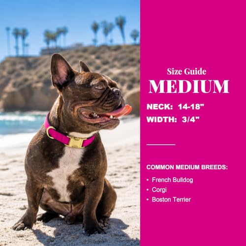 Soft Padded Dog Collar for Medium Dogs (Rose Purple / M：Fit 14-18" Neck, Width ¾")