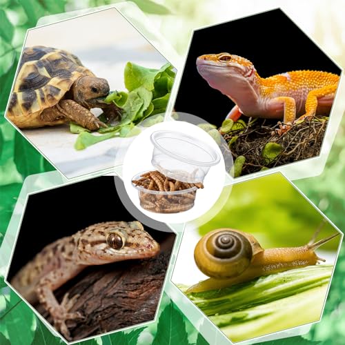 1000 Pcs 0.5 oz Gecko Feeding Cups Small Gecko Food and Water Cups Reptile Feeding Bowls Plastic Bearded Dragon Food Bowl for Lizard Small Pet Ledge Accessories (Transparent)