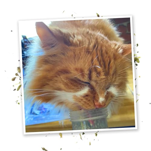 Good Vibes Kalico Kush Catnip Blend