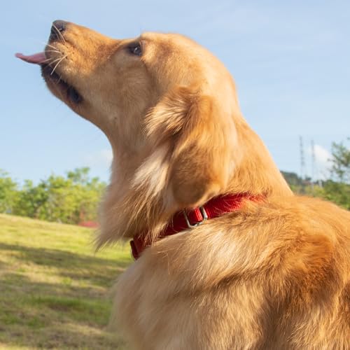 Red Dog Collar for Large Dogs (Large / Red)