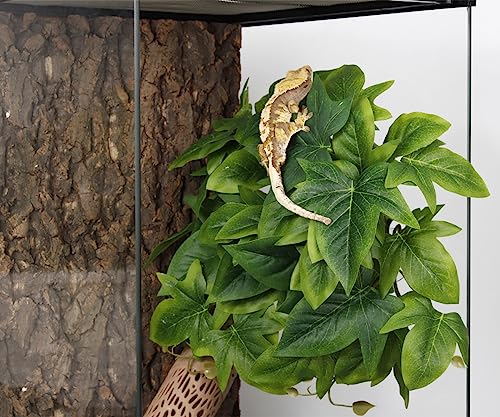 Fake Sweet Potato Vine (Fake Sweet Potato Vine)