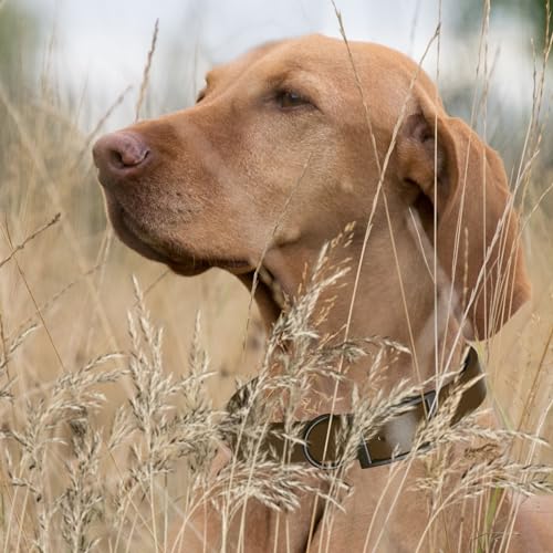 Biothane Waterproof Dog Collar Strong Coated Nylon Webbing with Black Hardware Odor (W1" x L22"-25" / Dark Chocolate Brown)