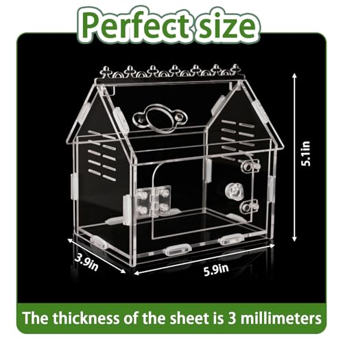 Jumping Spider Enclosure