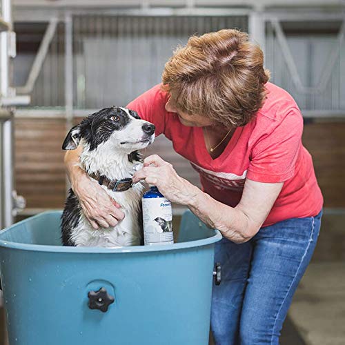 FoamCare Medicated Dog Shampoo (Medicated Shampoo)