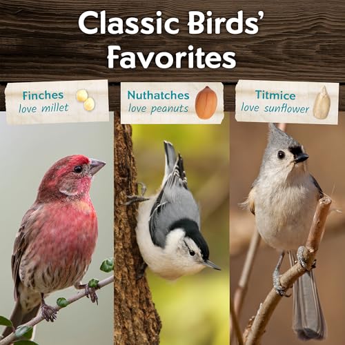 Clean & Free No Mess Wild Bird Seed (12 Pounds (No Mess))