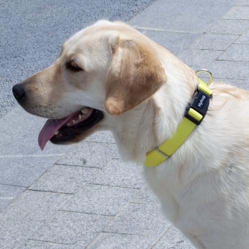 Yellow Dog Collar for Medium Dogs (Medium / Luminous Yellow)