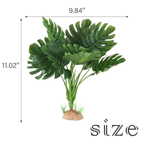 Reptile Plants (Monstera)