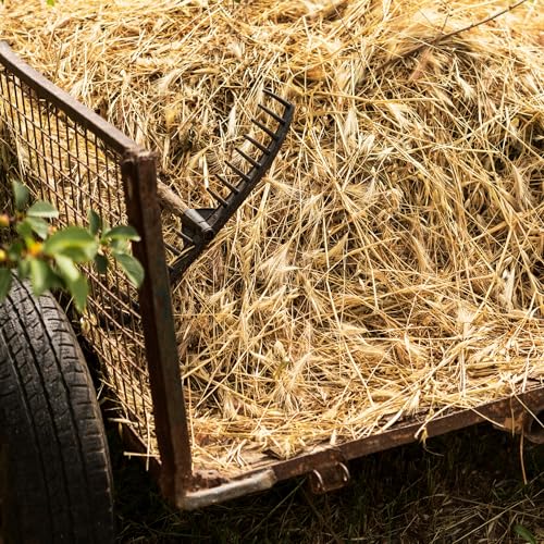 Alfalfa Hay for Young Rabbits and Guinea Pigs