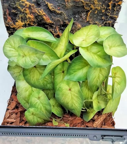 Reptile Plants for Terrarium (Arrowhead)