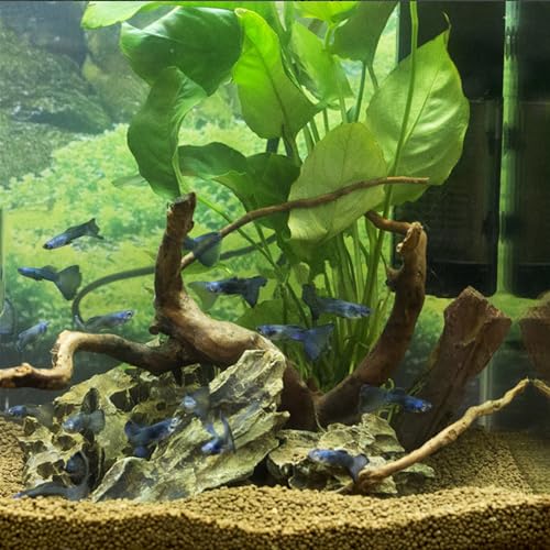Natural Small Driftwood for Aquarium Decor Fish Tank Decor Reptile Decor (Spiderwood 2 to 4.5 Inch(Pack of 10))