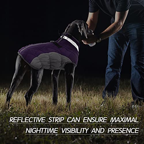 Dog Coat for Small Dogs (Purple / XS(chest:14in))