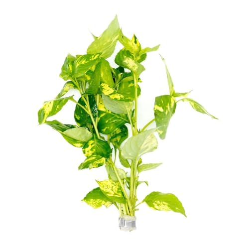 Live Plants Variegated Hygrophila (Pot - 1 Pack / Nomaphila Variegatus)