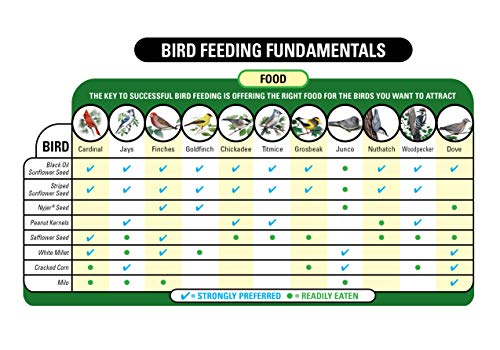 62053 Nyjer Seed Wild Bird Food