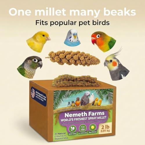 Spray Millet Edible Tops Only (2 Pound (Pack of 1))
