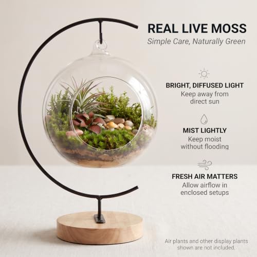 DIY Glass Terrarium Kit with Live Moss & Mini Tools