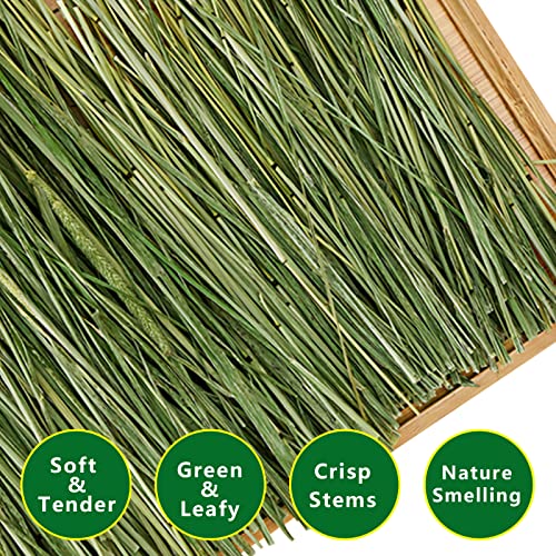 Timothy Hay 6.6LBS Small Pet Feed