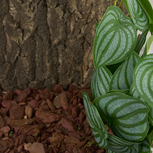 Fake Calathea Orbifolia (Fake Calathea Orbifolia)
