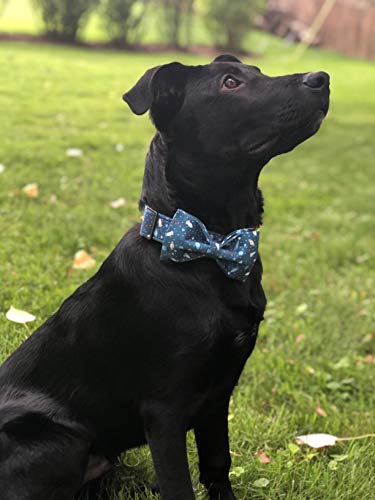 Dog Collar with Bow (Universe / X-Large (Pack of 1))