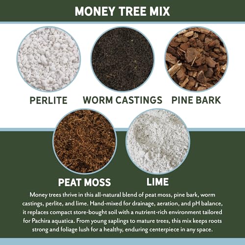 Money Tree Soil (4 Quarts)