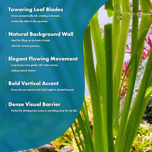 Live Plant Tall Grass (Lead Bunch - 4 Pack / Gigantea)