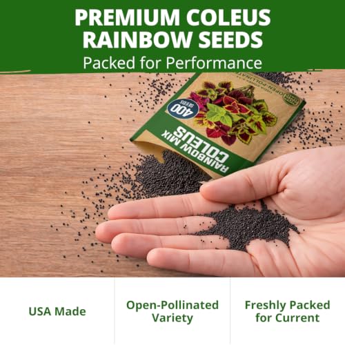 Rainbow Mix Coleus 400 Flower Seeds Plectranthus scutellarioides