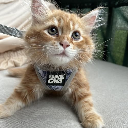Travel Cat Harness and Leash Set (Small / Cash Cat)