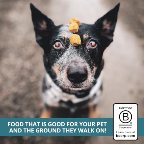 Freeze Dried Raw Dog Food Nuggets