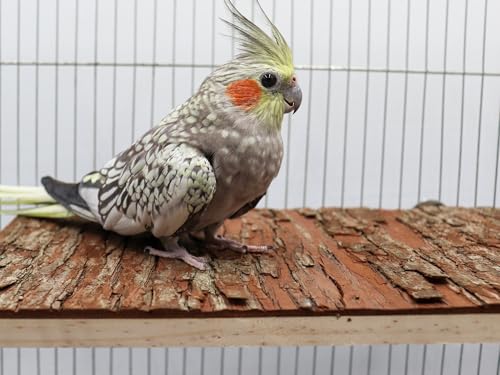 15.7 × 11.8 inch Large Bird Perch Stand Platform (15.7 × 11.8 inch)
